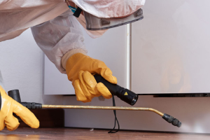 Messie Schädlingsbekämpfung Pinneberg